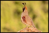 Gambel's Quail