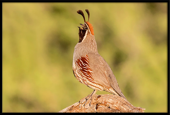 Gambel's Quail