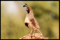 Gambel's Quail