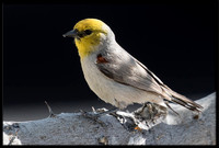 Verdin