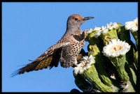 Northern Flicker