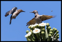 Gila Woodpecker Vs Northern Flicker