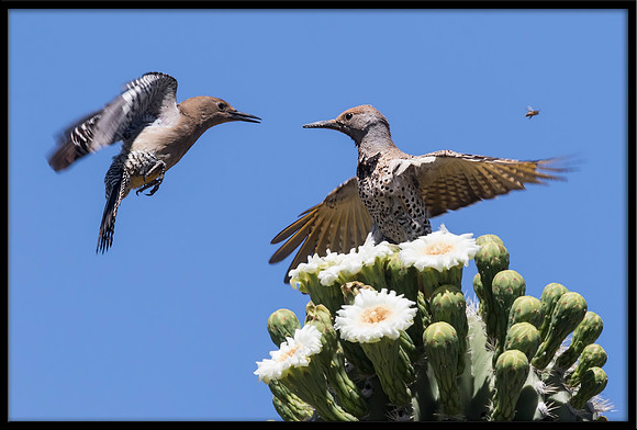 Gila Woodpecker Vs Northern Flicker