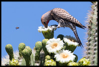 Northern Flicker