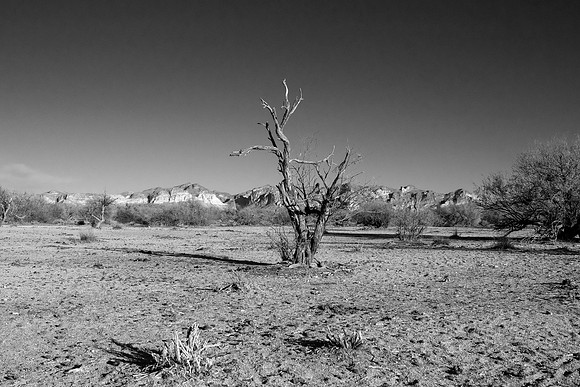 Tonto National Forest