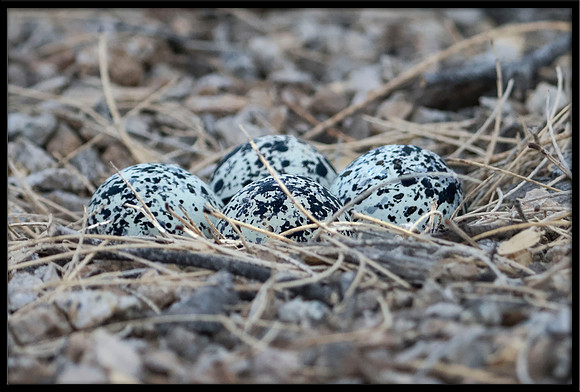 Killdeer eggs in nest