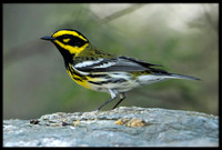 Townsends Warblers