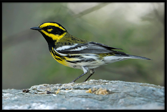 Townsend's Warbler