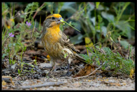 Yellow-plumaged House Finch
