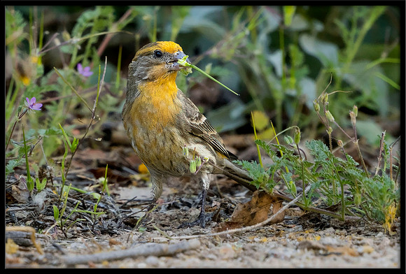 Yellow-plumaged House Finch