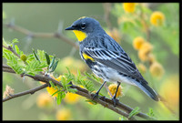 Yellow-rumped Warbler