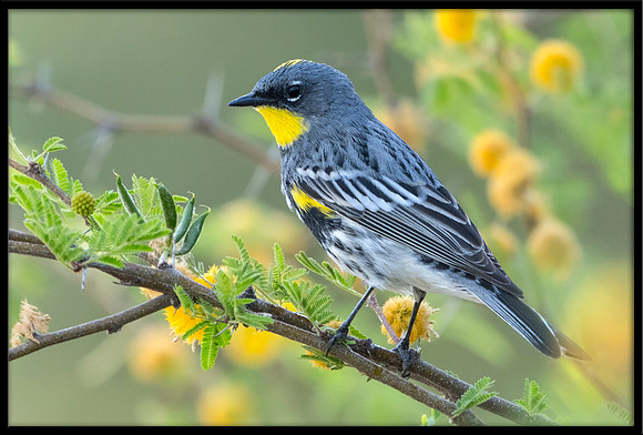 Yellow-rumped Warbler