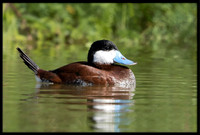 Ruddy Duck In Breeding Plumage