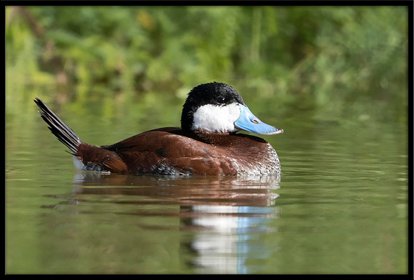Ruddy Duck In Breeding Plumage