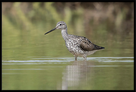 Greater Yellowlegs