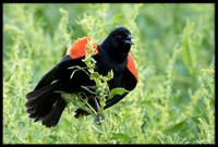 Red-winged Blackbird