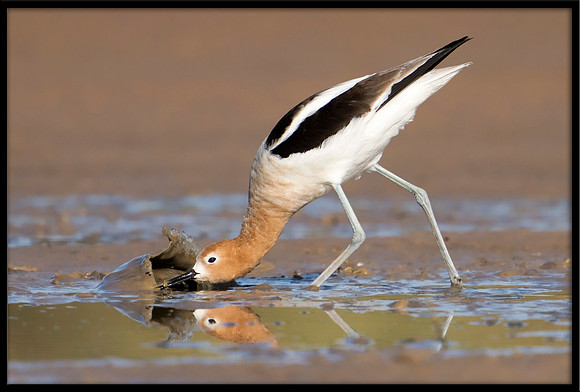 American Avocet
