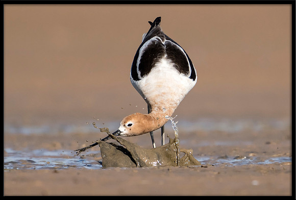 American Avocet