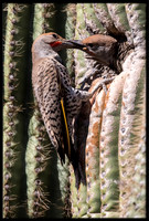 Northern Flicker Feeding Baby