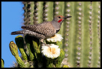 Northern Flicker