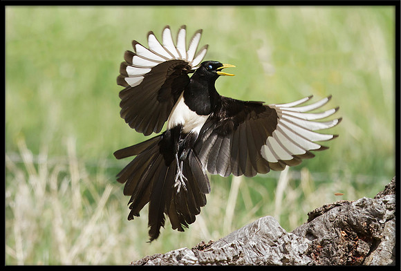 Yellow-billed Magpie