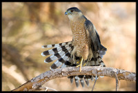 Cooper's Hawk
