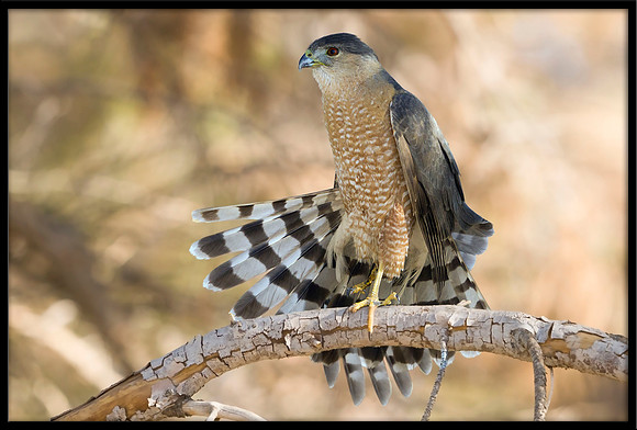 Cooper's Hawk