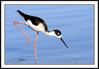 Black-necked Stilt