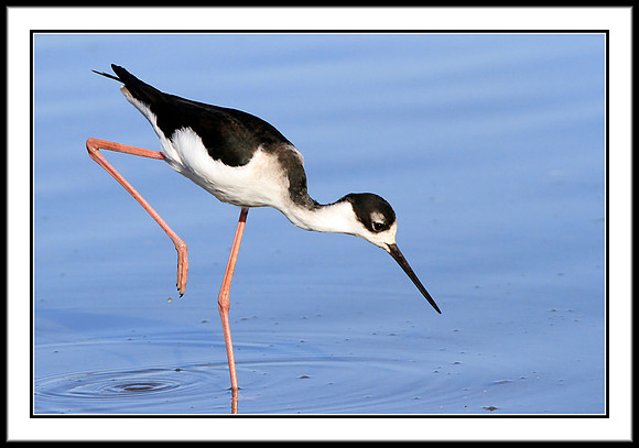 Black-necked Stilt