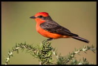 Vermilion Flycatcher