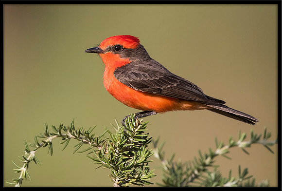 Vermilion Flycatcher