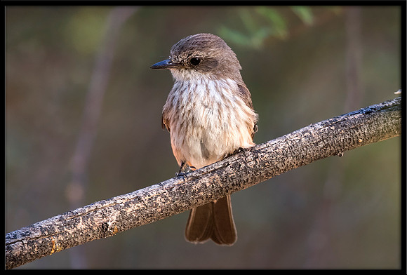 Vermilion Flycatcher