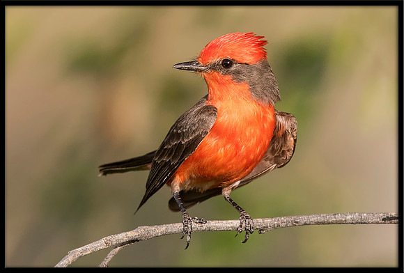 Vermilion Flycatcher