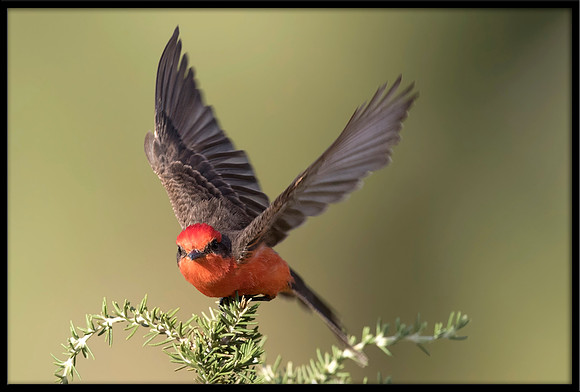 Vermilion Flycatcher