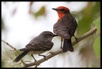 Vermilion Flycatcher