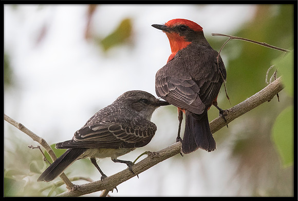 Vermilion Flycatcher