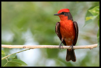 Vermilion Flycatcher