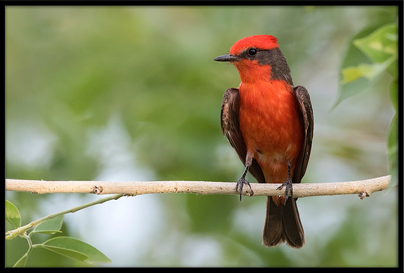 Vermilion Flycatcher