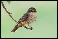 Vermilion Flycatcher