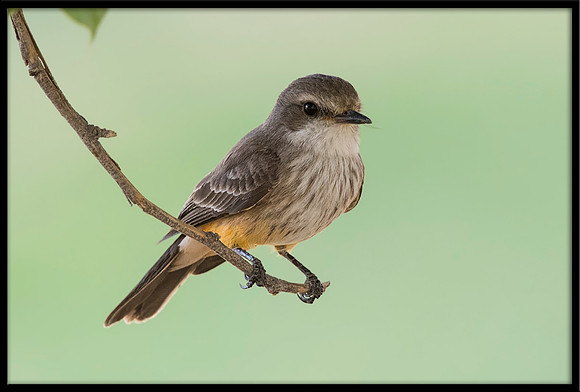 Vermilion Flycatcher