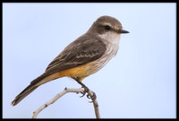 Vermilion Flycatcher
