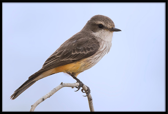 Vermilion Flycatcher