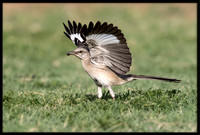 Mockingbird