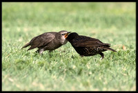 Starling (parent feeding baby)
