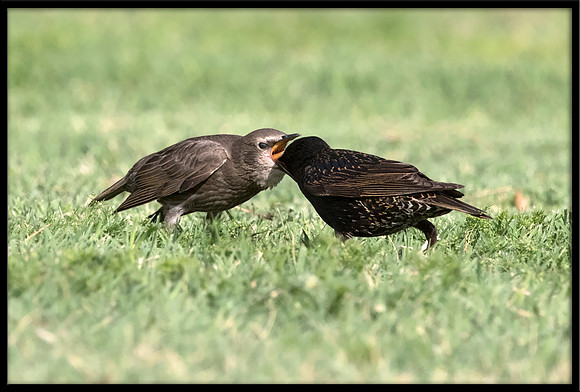 Starling (parent feeding baby)