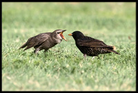Starling (parent feeding baby)