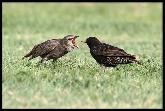 Starling (parent feeding baby)