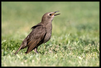 Starling (baby)