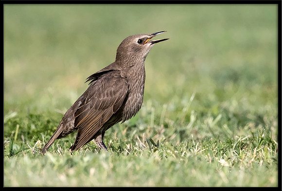Starling (baby)