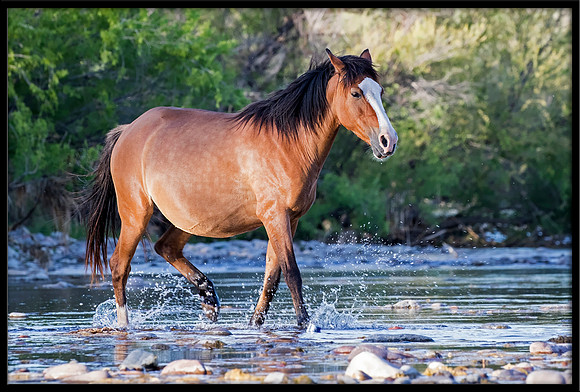 Salt River Wild Horse